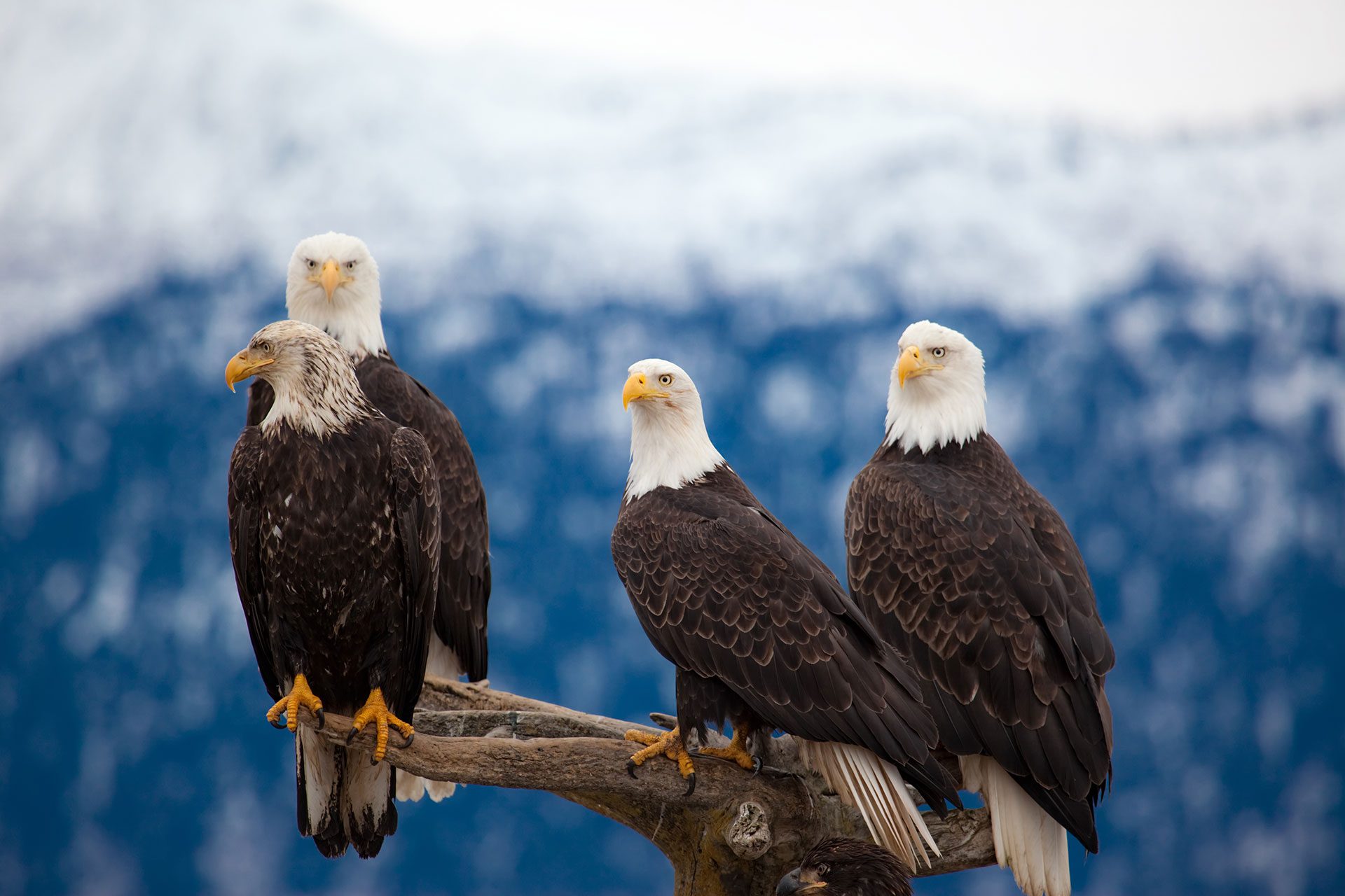 American-Bald-Eagle