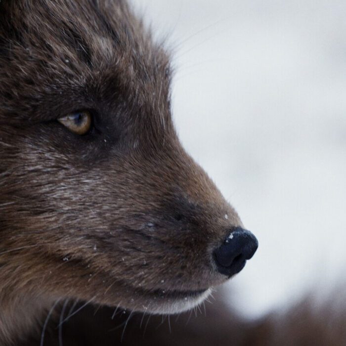 In Search of the Arctic Fox