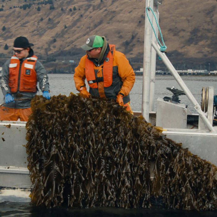 Portrait of a Seaweed Farmer: Nick Mangini
