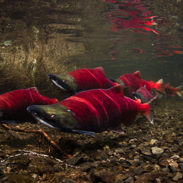 Swift Current Swimmer