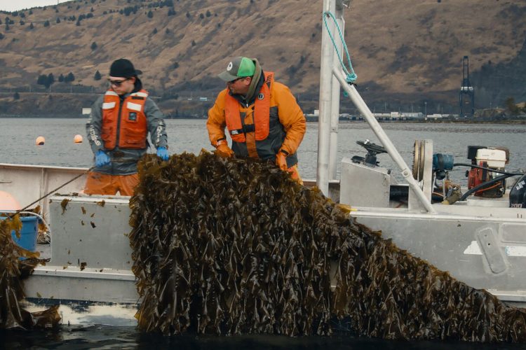 Portrait of a Seaweed Farmer: Nick Mangini