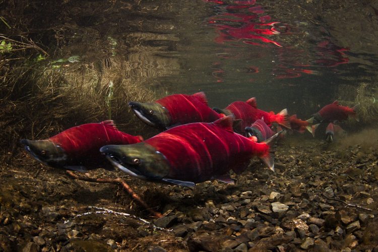 Swift Current Swimmer